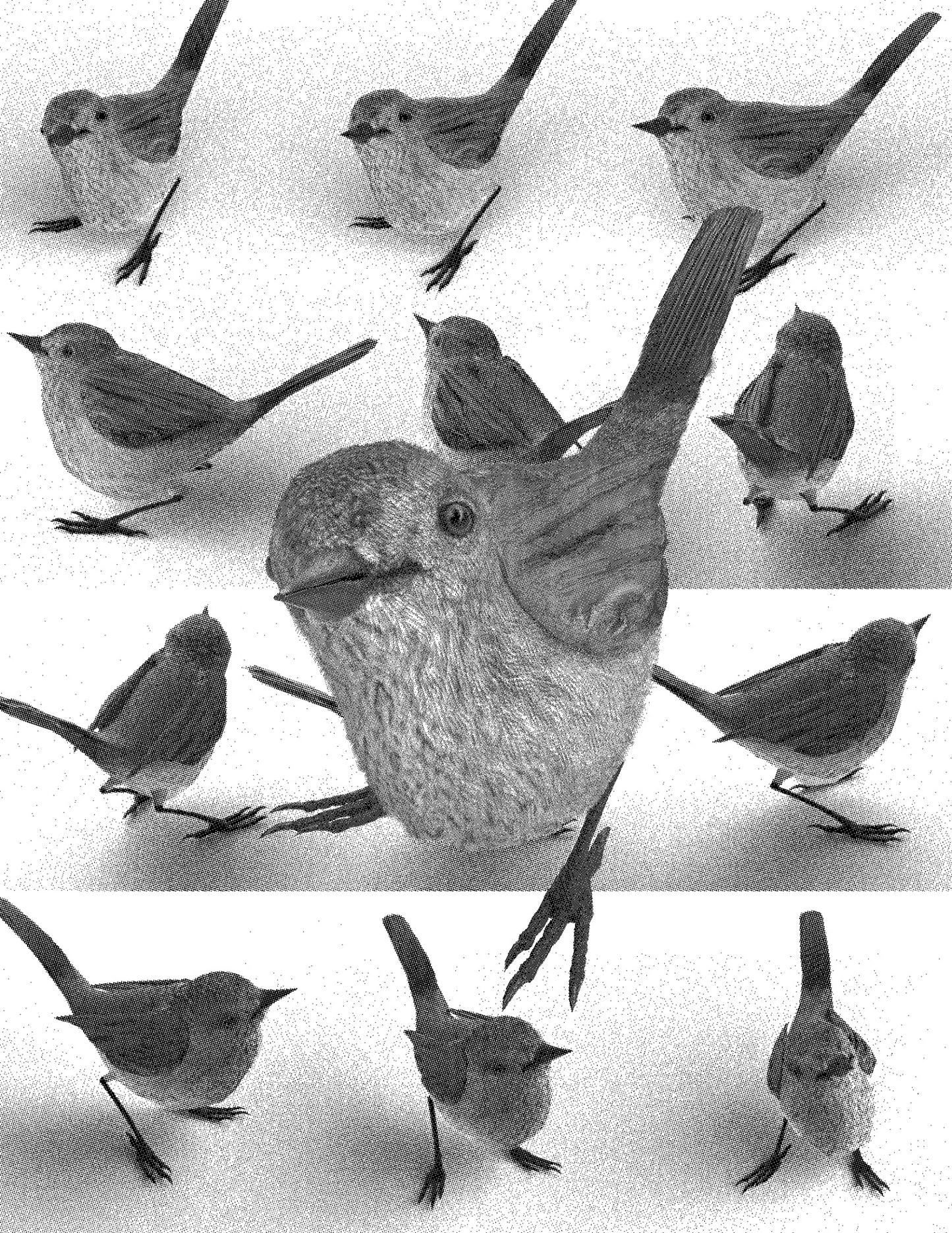 Simon Denny, »Extinction Hedge Avatar (King Island Brown Thornbill)«, 2019